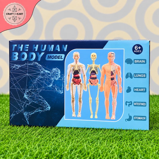 Human Body Model Anatomy Kit for Kids – Educational Science Learning Toy 6+
