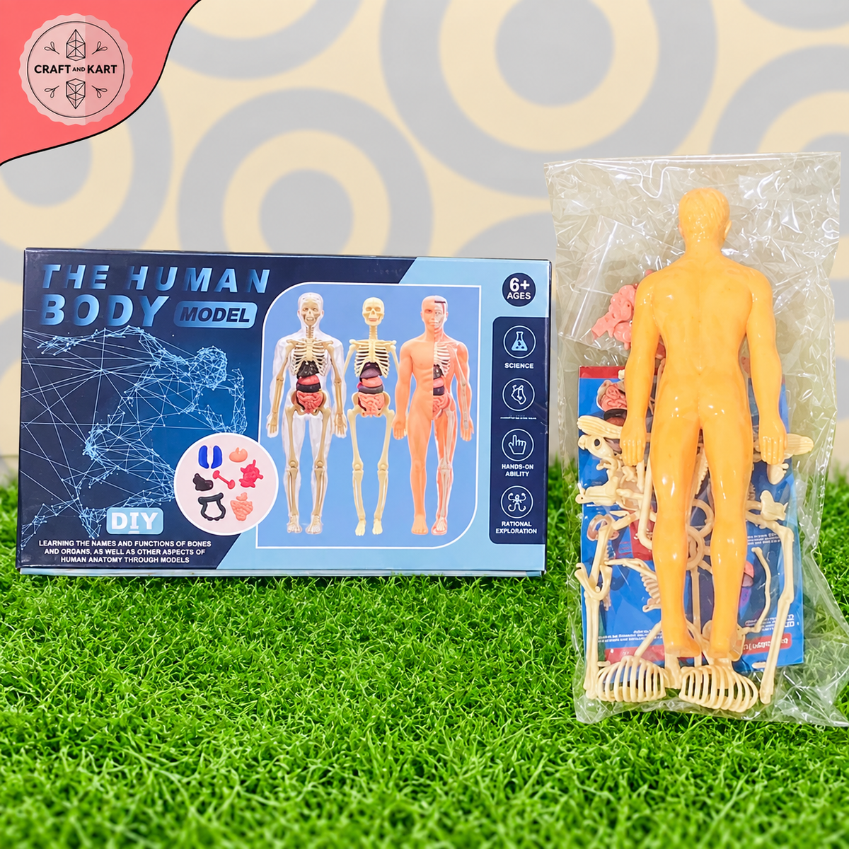 Human Body Model Anatomy Kit for Kids β Educational Science Learning Toy 6+