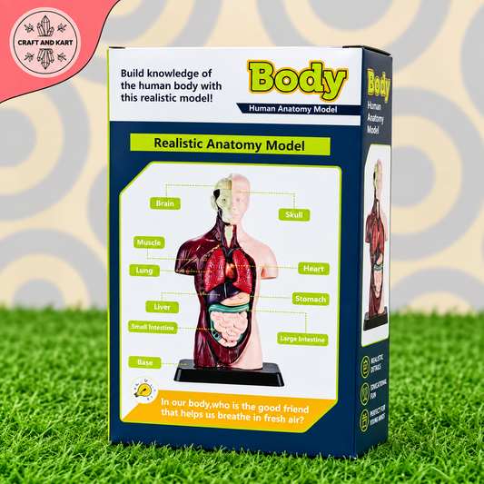 Human Anatomy Torso Model for Kids | 8 Piece STEM Toy