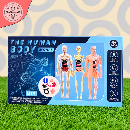 Human Body Model Anatomy Kit for Kids – Educational Science Learning Toy 6+ | Craft & Kart